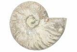 Silver, Iridescent Ammonite Fossil - Madagascar #191918-1